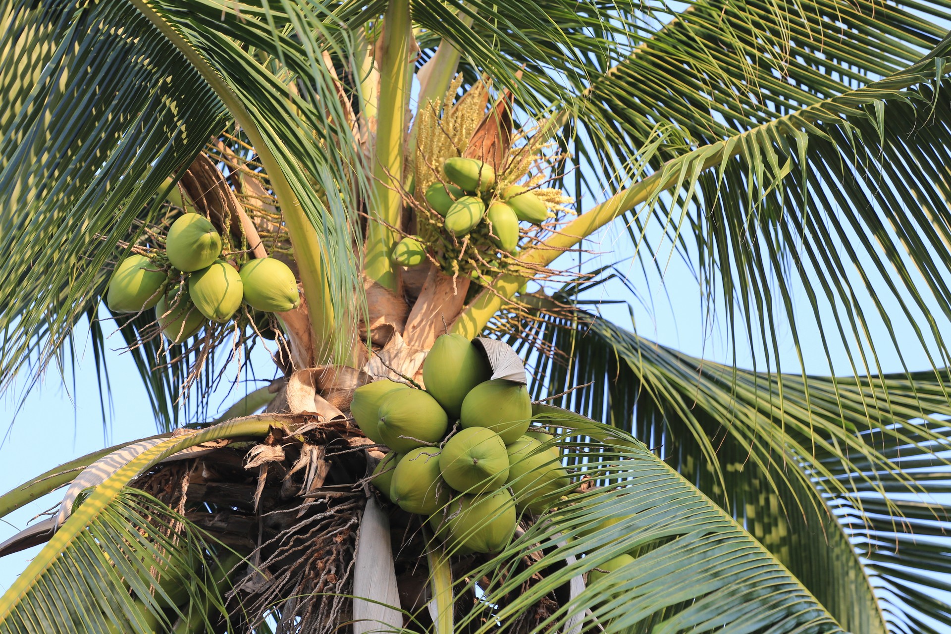 Photo d'un cocotier abritant de nombreuses noix de coco.