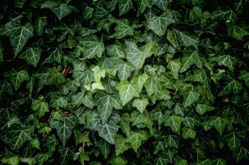 Photographie de feuilles de lierre.